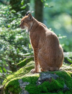 Eurasian lynx (Lynx lynx) sitting on a moss-covered rock in the forest and looking attentively,