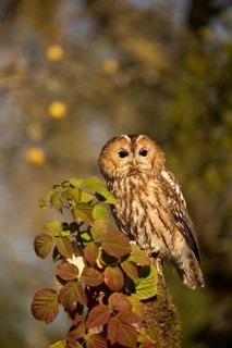 Tawny Owl (Strix aluco) captive, Germany
