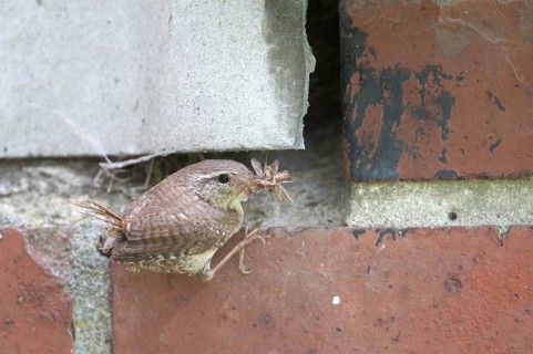Eurasian Wren (Troglodytes troglodytes), Thuringia, Germany