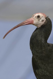 Northern Bald Ibis (Geronticus eremita), California, USA