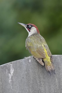 Male, perched; gravestone; cemetery; summer