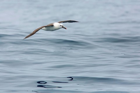 Atlantic Yellow-nosed Albatross (Thalassarche chlororhynchos) flying, Victoria, Australia,