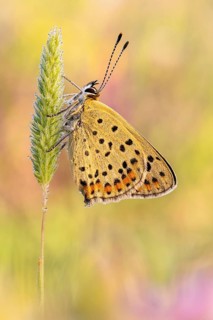 Brauner Feuerfalter (Lycaena tityrus), auch als Schwefelvöglechen bezeichnet