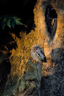 Little Owl (Athene noctua) perched on a tree trunk, North Rhine-Westphalia, Germany