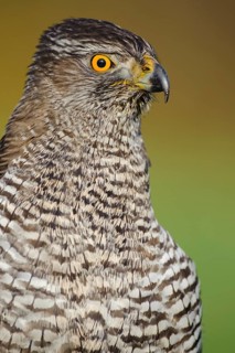 Northern Goshawk (Accipiter gentilis), Lower Saxony, Germany