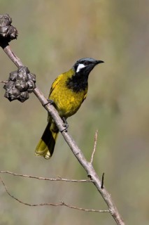 White-eared Honeyeater (Nesoptilotis leucotis), Victoria, Australia