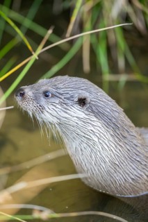 Eurasian otter (Lutra lutra) standing in the water, Hesse, Germany