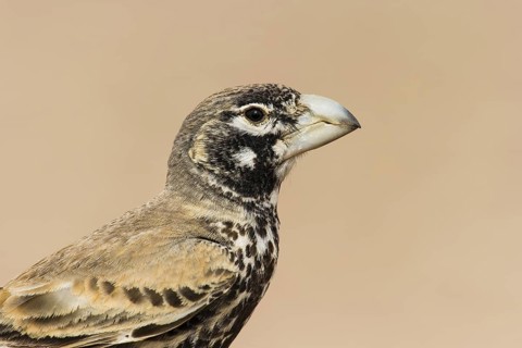 Thick-billed Lark (Ramphocoris clotbey), Eilat, Israel