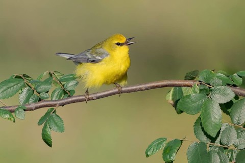 Blue-winged Warbler (Vermivora cyanoptera) female singing, perched on a branch, Texas, USA