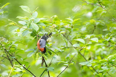 Bullfinch or bullfinch (Pyrrhula pyrrhula), male foraging upside down on a branch, Virkkula,