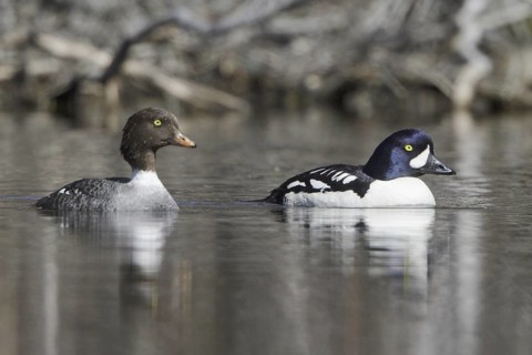 Barrow's Goldeneye (Bucephala islandica), British Columbia, Canada