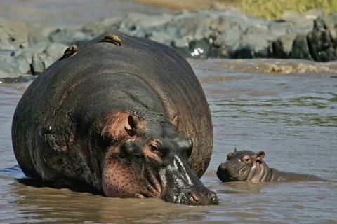 Hippopotamus (Hippopotamus amphibius) mother with Red-billed Oxpecker (Buphagus erythrorhynchus)