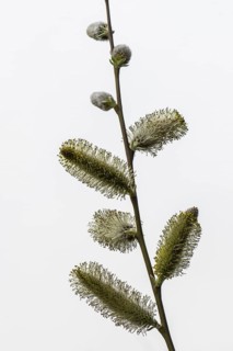 Willow catkins (Salix), Emsland, Lower Saxony, Germany