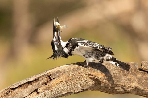 Pied Kingfisher (Ceryle rudis) with fish prey in its beak, Lake Baringo, Kenya