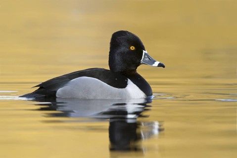 Ring-necked Duck (Aythya collaris) male, British Columbia, Canada