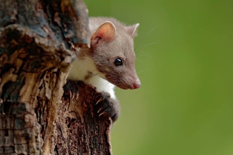 Stone marten, detail portrait. Small predator sitting on the tree trunk in forest. Wildlife scene,