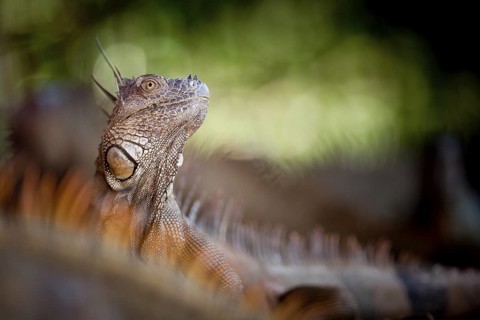 Green iguanas (Iguana iguana) often hang out together, dozing and eating leaves (they're