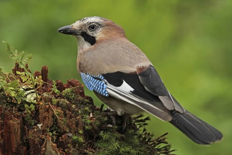 Eurasian Jay (Garrulus glandarius), Lower Saxony, Germany