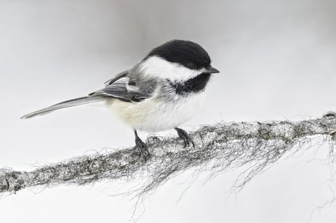 Black-capped Chickadee (Poecile atricapillus), Alaska, USA
