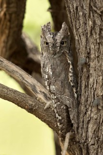 Afrikaanse Dwergooruil zit gecamoufleerd in een boom, African Scops-Owl sitting in tree camouflaged