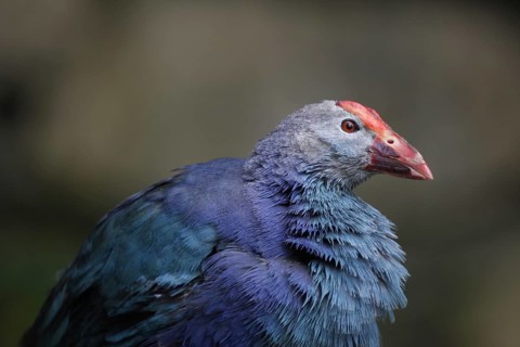 Purple partridge (Porphyrio porphyrio), captive