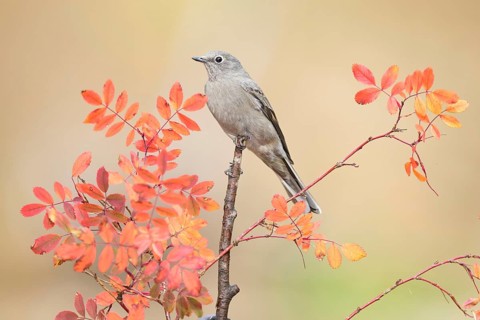 Townsend's Solitaire (Myadestes townsendi) perched on a branch, Colorado, USA