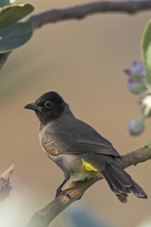 White-spectacled Bulbul (Pycnonotus xanthopygos), Oman