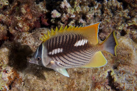 Sparrow butterflyfish, night colouration (Chaetodon trifascialis)