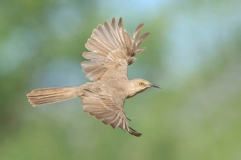 Curve-billed Thrasher (Toxostoma curvirostre) flying, Arizona, USA