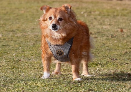 Chihuahua-Spitz crossbreed (Canis lupus familiaris), standing from the front on the meadow, North
