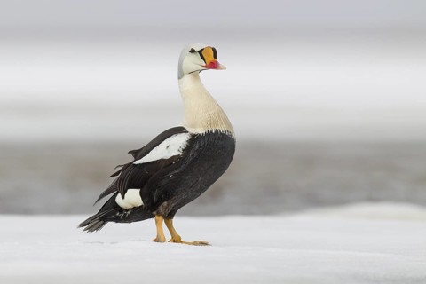King Eider (Somateria spectabilis) male, Alaska, USA