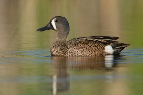 Blue-winged Teal (Spatula discors) male, Texas, USA