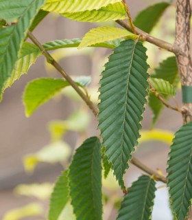 Zelkova carpinifolia (Zelkova carpinifolia), LVG Erfurt, Germany