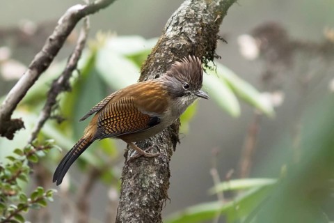 Hoary-throated Barwing (Actinodura nipalensis), West Bengal, India