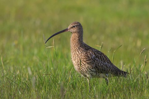 Eurasian Curlew (Numenius arquata), North Rhine-Westpalia, Germany