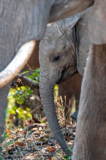 African elephant (Loxodonta africana), young animal among other elephants, Kruger National Park,