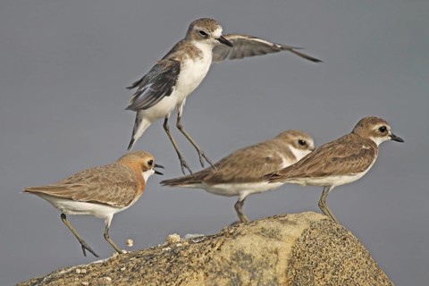 Lesser Sand Plover (Charadrius mongolus), Negombo, Sri Lanka