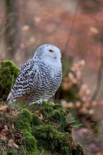 Snowy owl (Bubo scandiacus) captive, Czech Republic