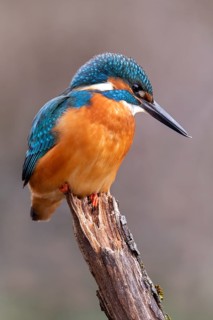 Common kingfisher (Alcedo atthis) on its perch, Tyrol, Austria