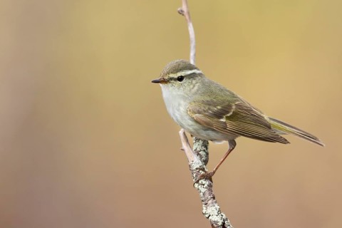 Yellow-browed Warbler - Gelbbrauen-Laubsänger - Phylloscopus inornatus, Russia (Ural)