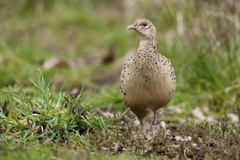 Common Pheasant (Phasianus colchicus) female, British Columbia, Canada