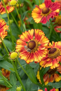 Sunflower (Helenium 'Vicky'), RHS Garden Bridgewater, Great Britain