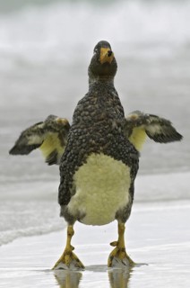 Flying Steamer Duck (Tachyeres patachonicus), Falkland Islands