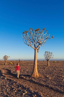 Woman walking between quiver trees (Aloe dichotoma) in the rocky desert at Fish River Canyon, Fish