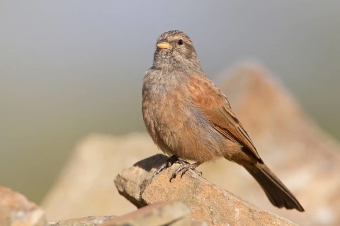 House Bunting (Emberiza sahari) female, Morocco