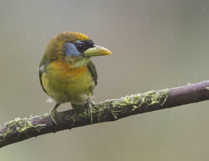 Female Red-headed Barbet at Sachatamia Lodge in Ecuador