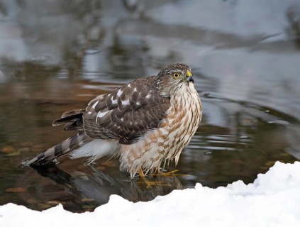 A juvenile Sharp-shinned Hawk, Accipiter striatus, bathing in a pond in Saskatoon, Saskatchewan,