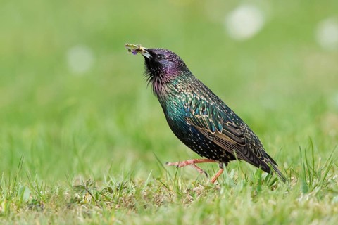 Common Starling (Sturnus vulgaris) male with food gift in beak for female, Bavaria, Germany