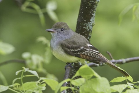 Great Crested Flycatcher (Myiarchus crinitus), Manitoba, Canada