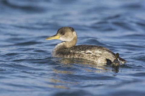 Red-necked Grebe (Podiceps grisegena), British Columbia, Canada